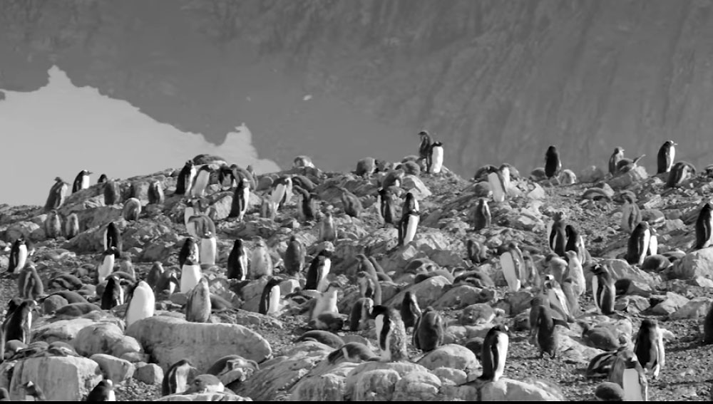 Thom-Yorke-Hands-Off-The-Antarctic-1