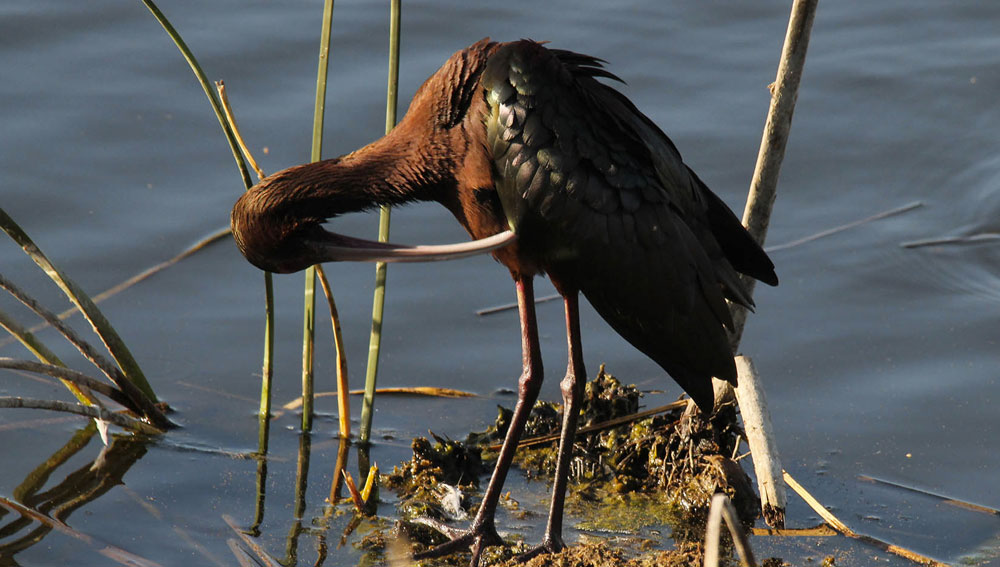 festival-aves
